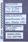 Etiketten zu Melanotus tenebrosus (NHMW-ZOO-COL-0007446)